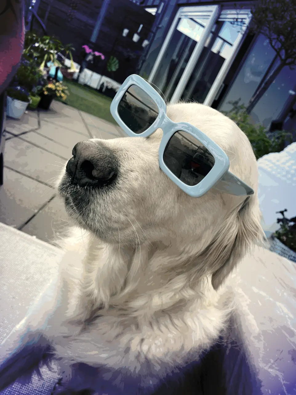 A golden retriever wearing sunglasses.